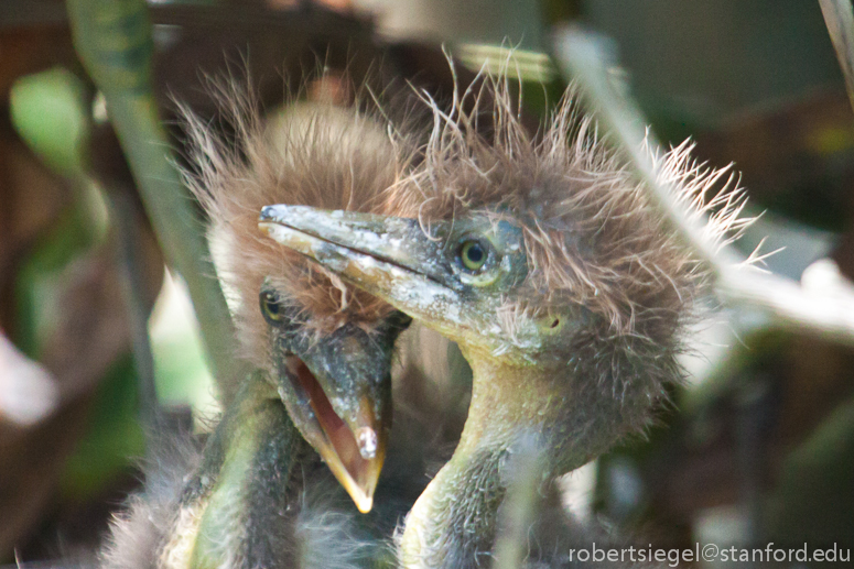 baby heron